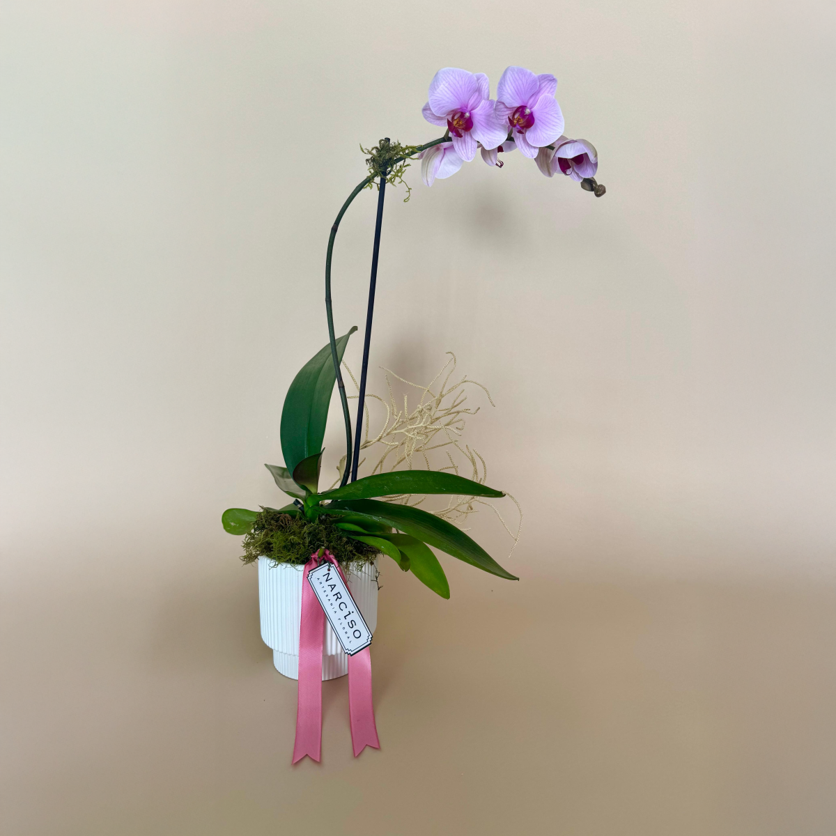 Orquídea