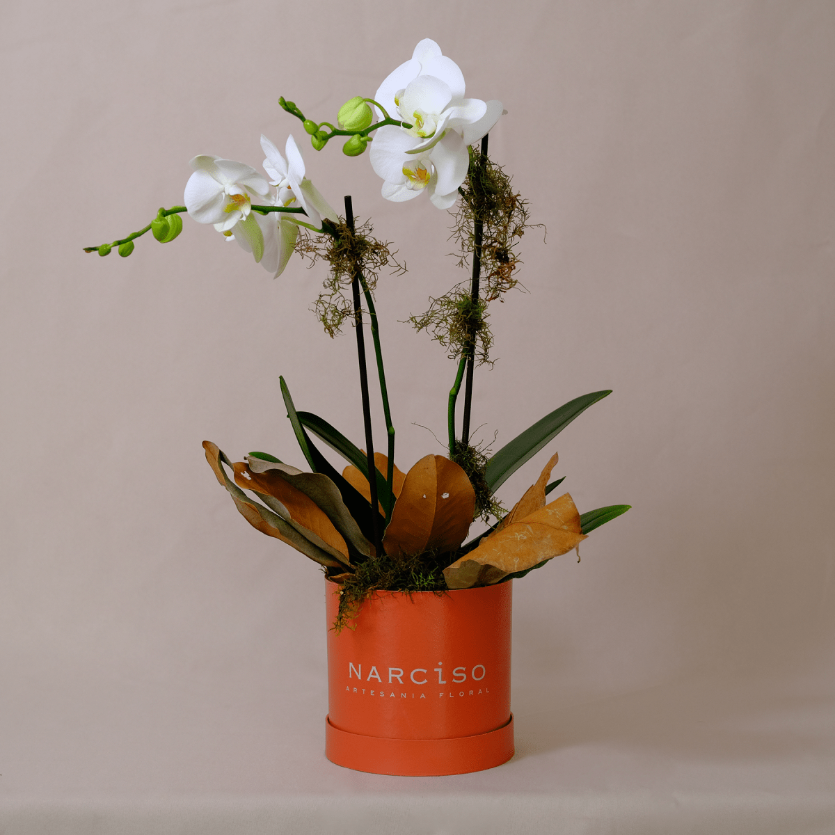 Orquídea