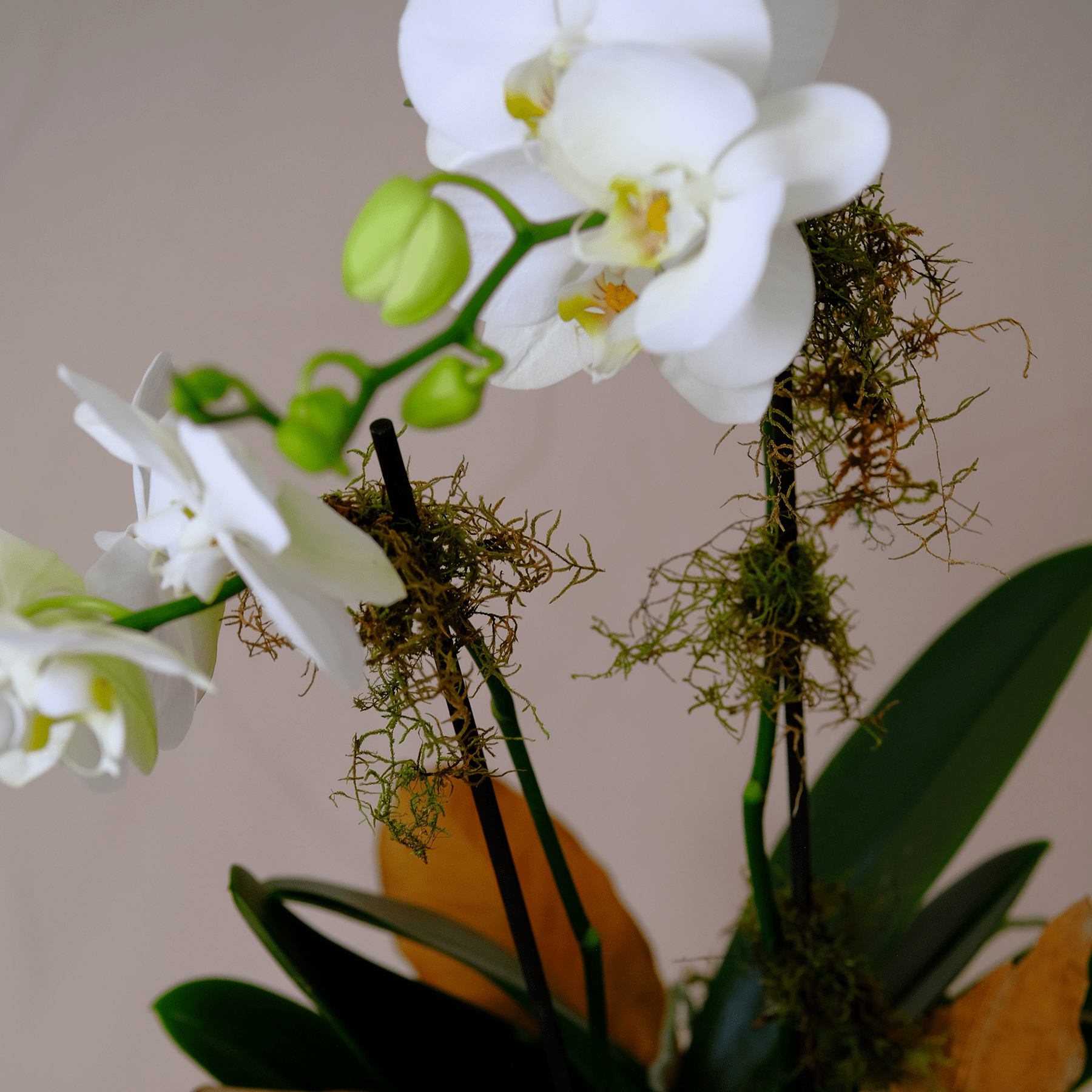 Orquídea - Imagen 2