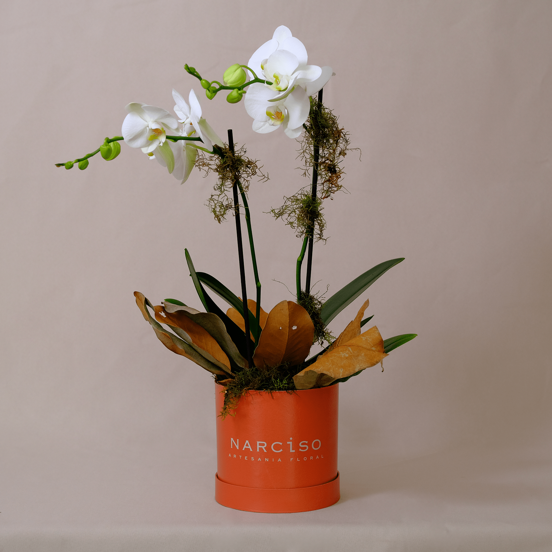 Orquídea