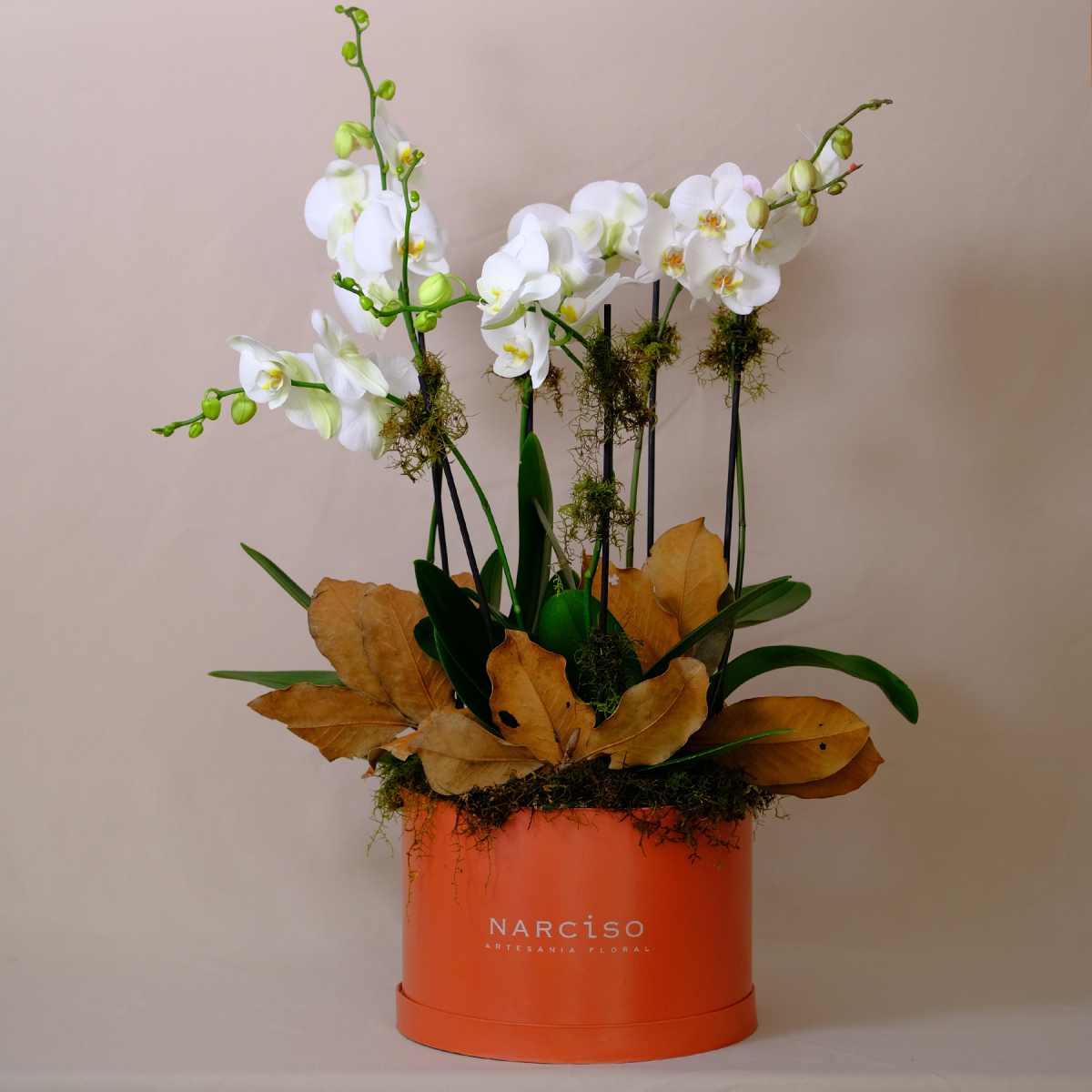Arreglo Orquídea Grande