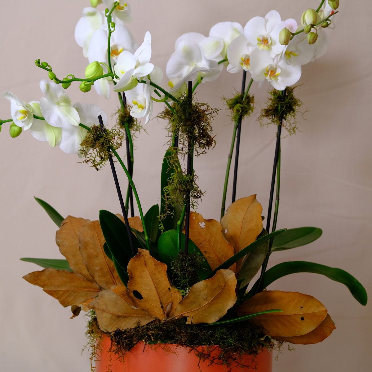 Alternative view of Arreglo Orquídea Grande